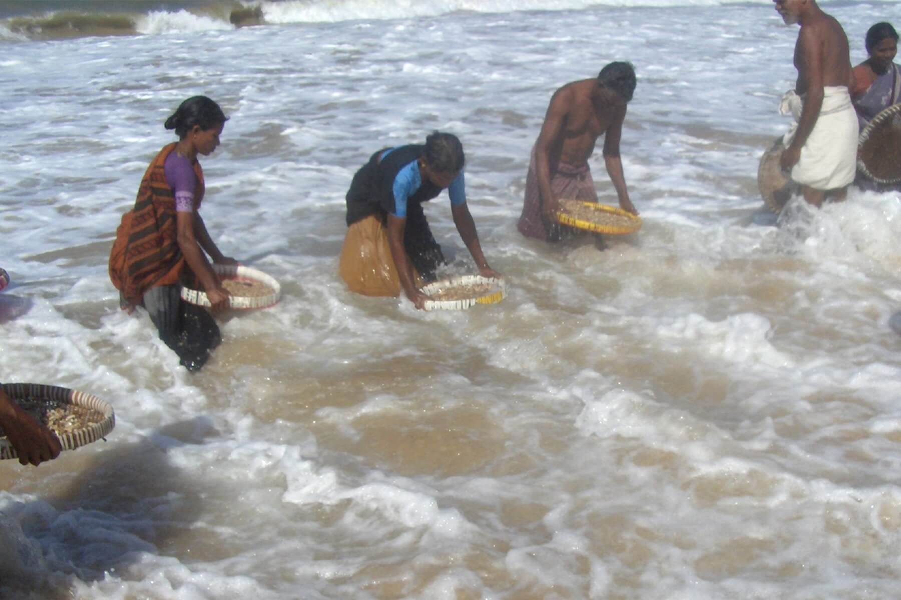 Seashell Workers collecting shells