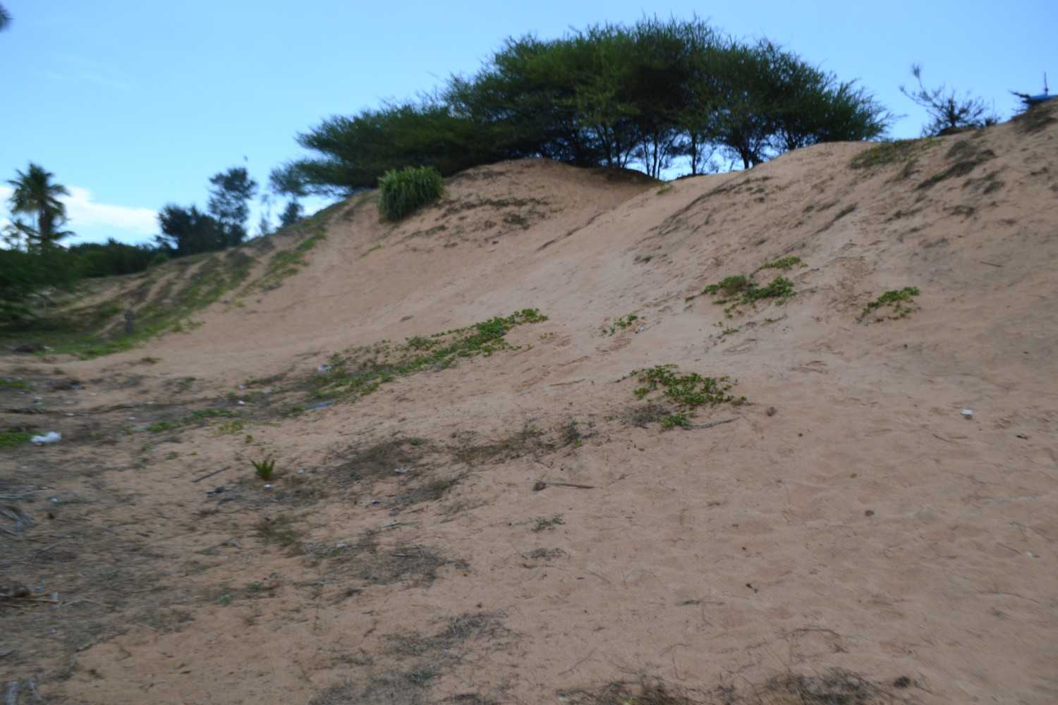 Coastal sand dunes along the Kanyakumari shoreline restored by HEAL Movement